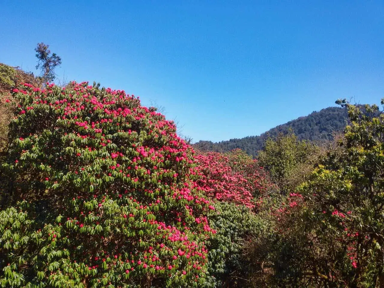 Ghorepani Poon Hill Trek